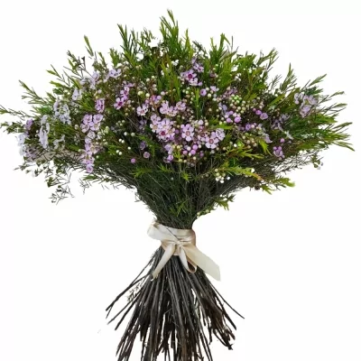 Kytice 100 růžových chamelaucium ROZALIA