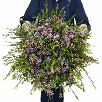 Kytice 100 růžových chamelaucium ROZALIA