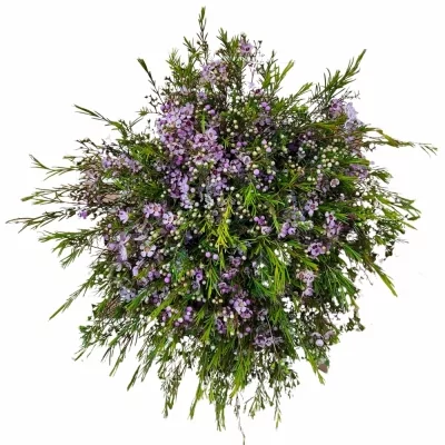 Kytice 100 růžových chamelaucium ROZALIA