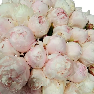 Kytice 100 růžových pivoněk ALERTIE 60cm