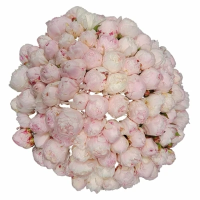 Kytice 100 růžových pivoněk ALERTIE 60cm