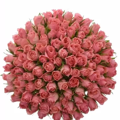 Kytice 100 růžových růží ACE PINK 50cm