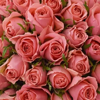 Kytice 100 růžových růží ACE PINK 50cm (M)