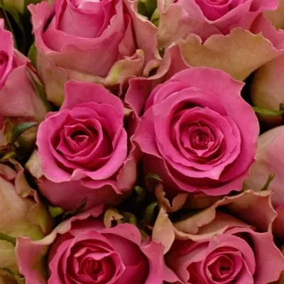 Kytice 100 růžových růží AFRICAN JEWEL 70cm