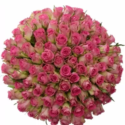 Kytice 100 růžových růží AFRICAN JEWEL 70 cm