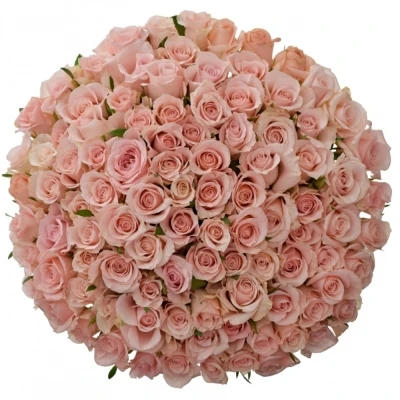 Kytice 100 růžových růží ALINA