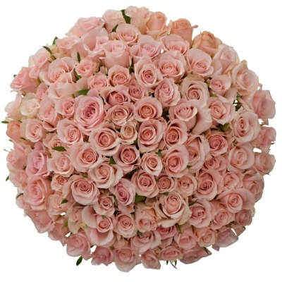 Kytice 100 růžových růží ALINA 80cm