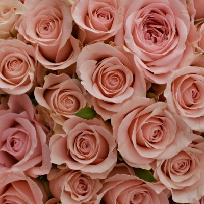 Kytice 100 růžových růží ALINA