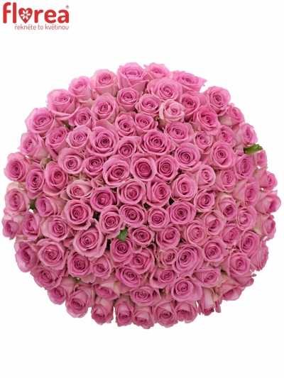 Kytice 100 růžových růží AQUA 40cm