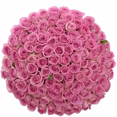 Kytice 100 růžových růží AQUA 40cm