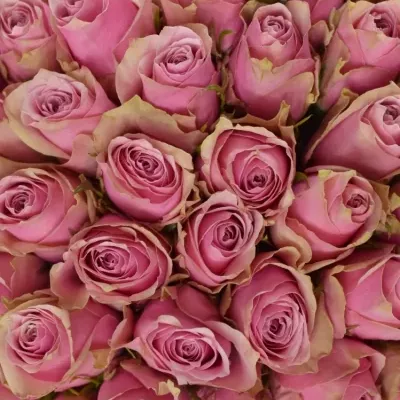 Kytice 100 růžových růží ATHENA ROYALE