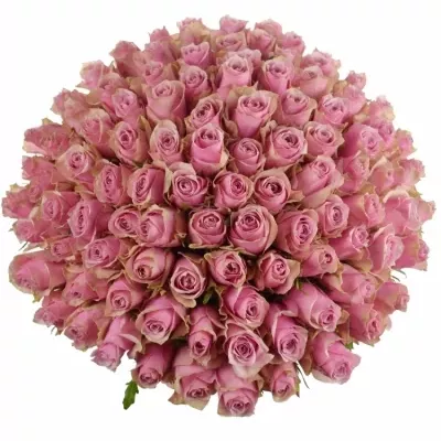 Kytice 100 růžových růží ATHENA ROYALE