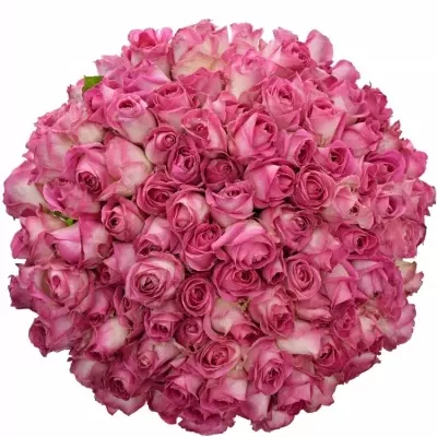 Kytice 100 růžových růží AVALANCHE CANDY+ 80cm