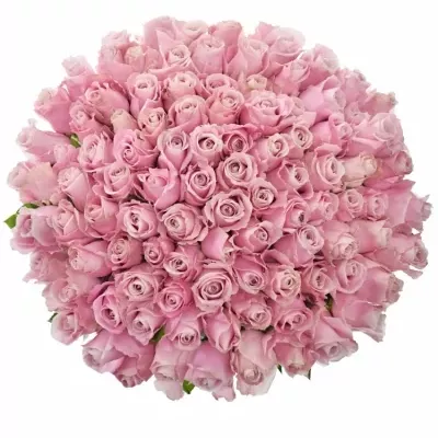 Kytice 100 růžových růží AVALANCHE PINK+ 60cm