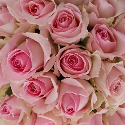 Kytice 100 růžových růží AVALANCHE SORBET