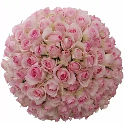 Jednodruhová kytice 100 růží AVALANCHE SORBET 60 cm