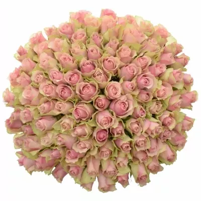 Kytica 100 ružových ruží BELLE ROSE 50cm