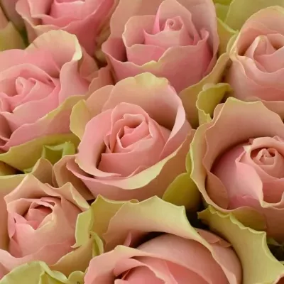 Kytice 100 růžových růží BELLE ROSE 50cm