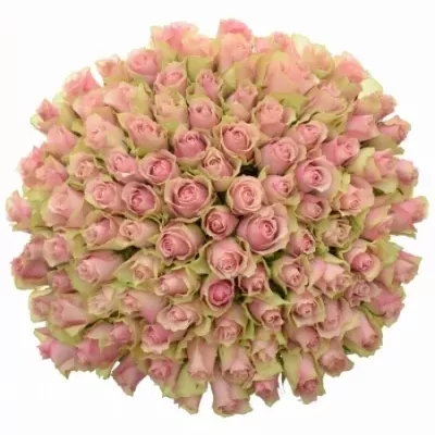 Jednodruhová kytice 100 růžových růží BELLE ROSE 50 cm