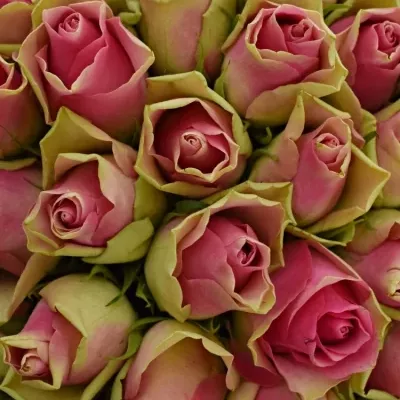 Kytice 100 růžových růží BELLEVUE 40cm