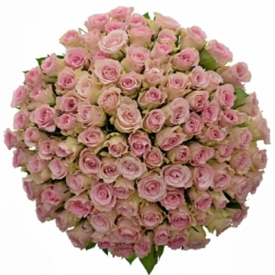 Kytice 100 růžových růží BISOU 40cm 