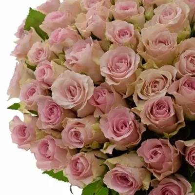 Kytice 100 růžových růží BISOU 40cm 