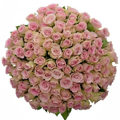 Kytice 100 růžových růží BISOU 40cm 