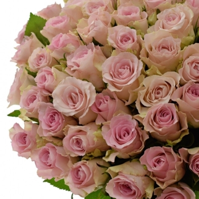 Kytice 100 růžových růží BISOU 40cm 