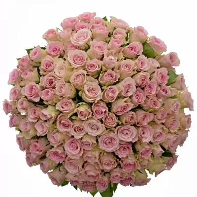 Kytice 100 růžových růží BISOU 60cm 