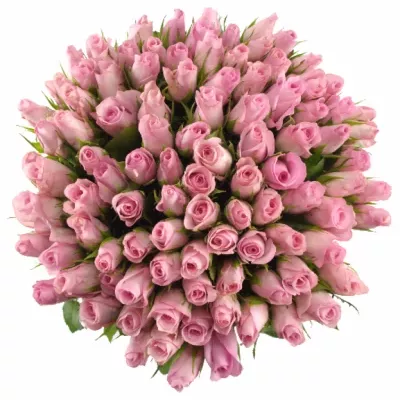 Kytice 100 růžových růží BLUSHING AKITO 40cm
