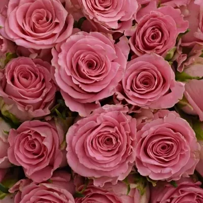 Kytice 100 růžových růží CANDACY+