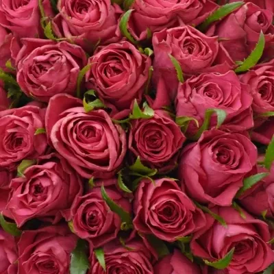 Kytice 100 růžových růží CANDIDATE!