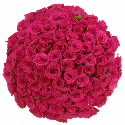 Kytice 100 růžových růží CERISE SUCCESS 50 cm
