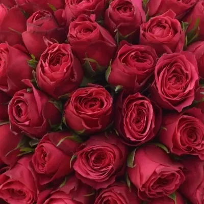 Kytice 100 růžových růží CHERRY O! 