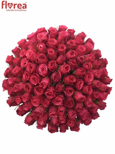 Kytice 100 růžových růží CHERRY O! 60cm