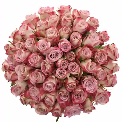 Jednodruhová kytice 100 růžových růží CLASSY ALISON 60 cm