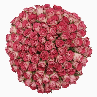 100 jednodruhových růžových růží CROSSFIRE 50 cm v kytici