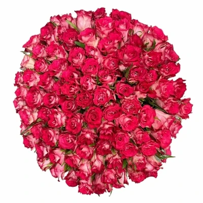 Kytice 100 růžových růží CROSSFIRE 50 cm