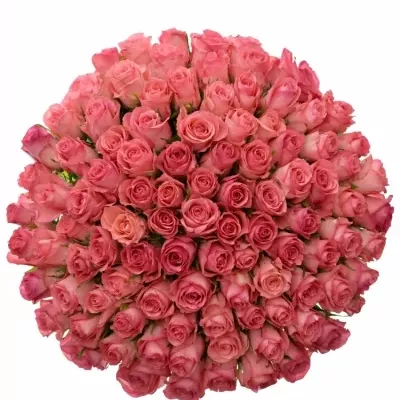Kytice 100 růžových růží DEKORA 50cm