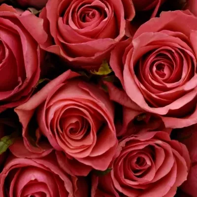 Kytice 100 růžových růží DEKORA 40cm