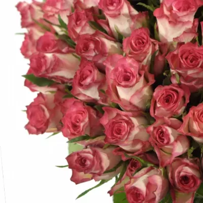 Kytice 100 růžových růží DOUBLE DATE 50cm