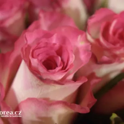 Kytice 100 růžových růží DOUBLE DATE 50cm