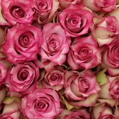 Kytice 100 růžových růží E-VENT