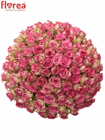 Kytice 100 růžových růží E-VENT 50cm
