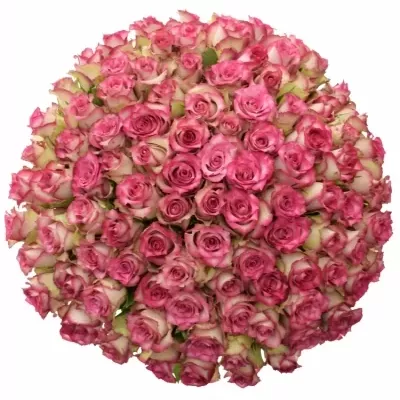 Kytice 100 růžových růží E-VENT 45cm