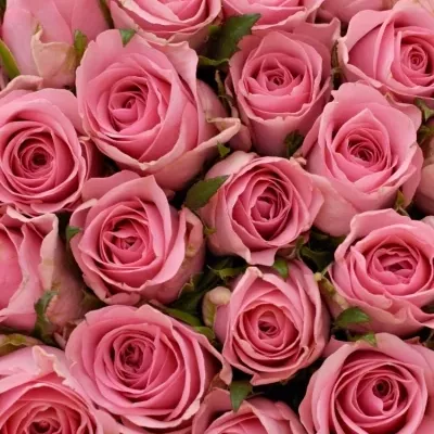 Kytice 100 růžových růží ELIZA