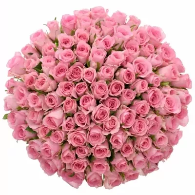 Kytice 100 růžových růží ELIZA 80cm
