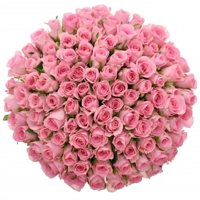 Kytice 100 růžových růží ELIZA