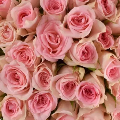 Kytice 100 růžových růží FLAMINGO