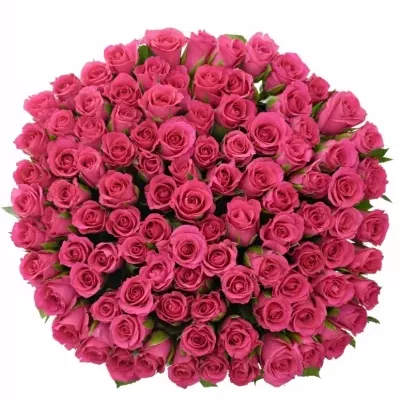 Kytice 100 růžových růží FRISBEE 40cm
